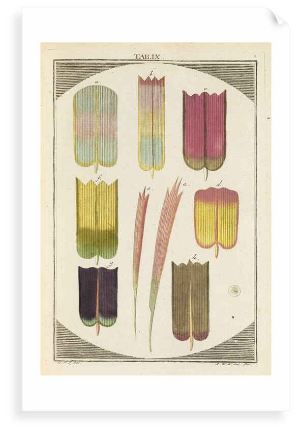 Butterfly wing scales by Martin Frobene Ledermuller