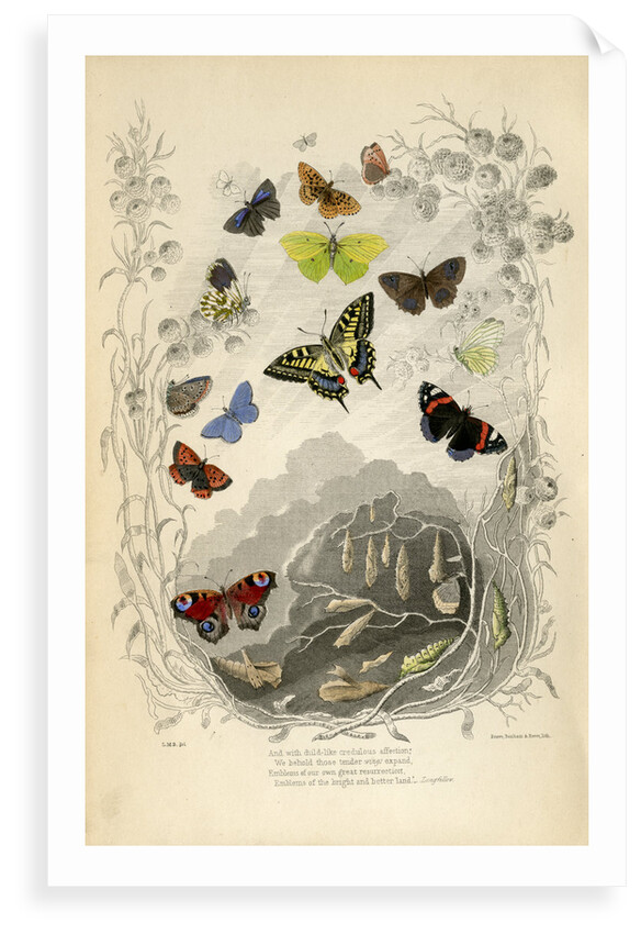 Butterflies in general by Benham and Reeve