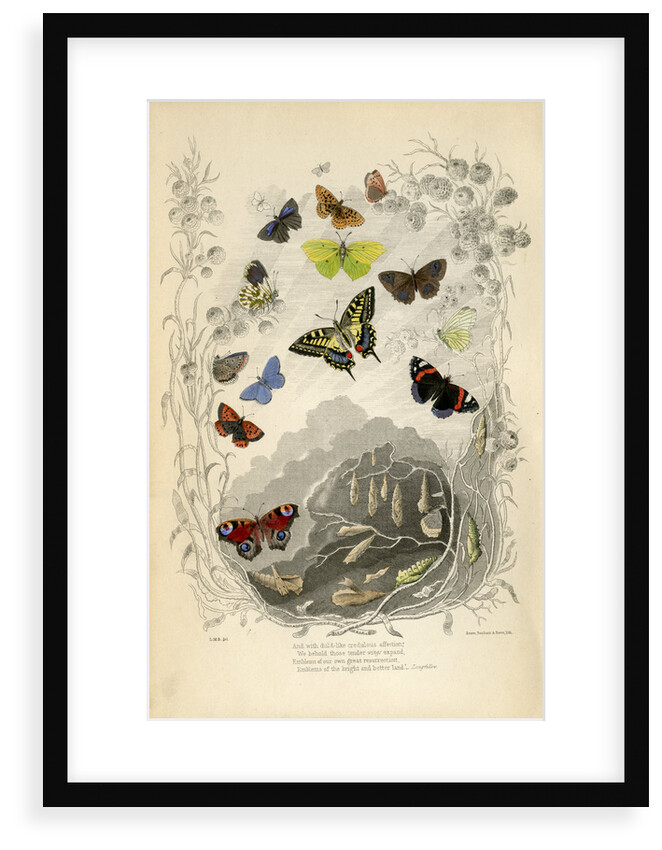 Butterflies in general by Benham and Reeve