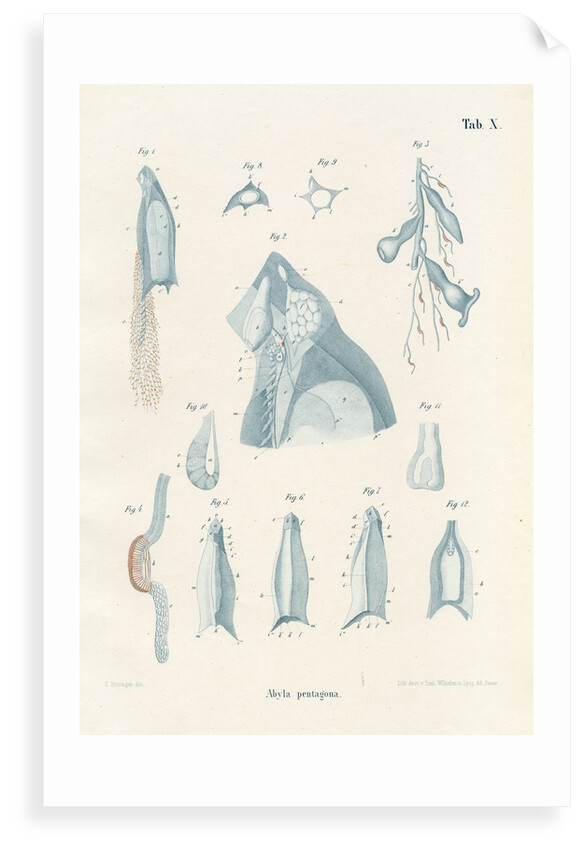 Abyla pentagona' by Adolf Sauer