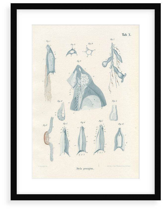 Abyla pentagona' by Adolf Sauer