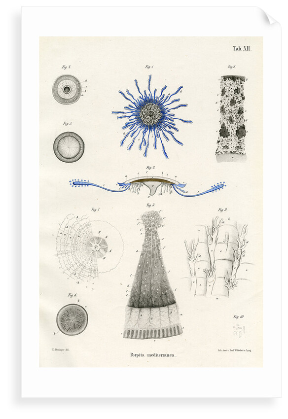 Porpita mediterranea' by Adolf Sauer