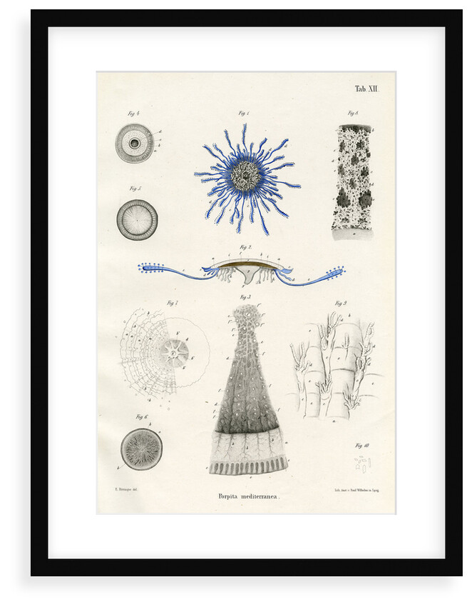 Porpita mediterranea' by Adolf Sauer