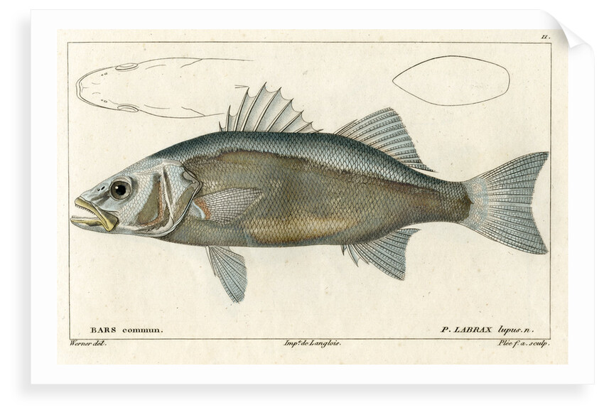 European seabass by Francois Plée