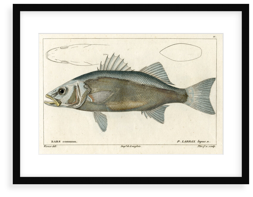 European seabass by Francois Plée