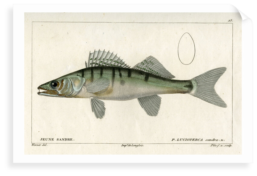 Zander by Francois Plée