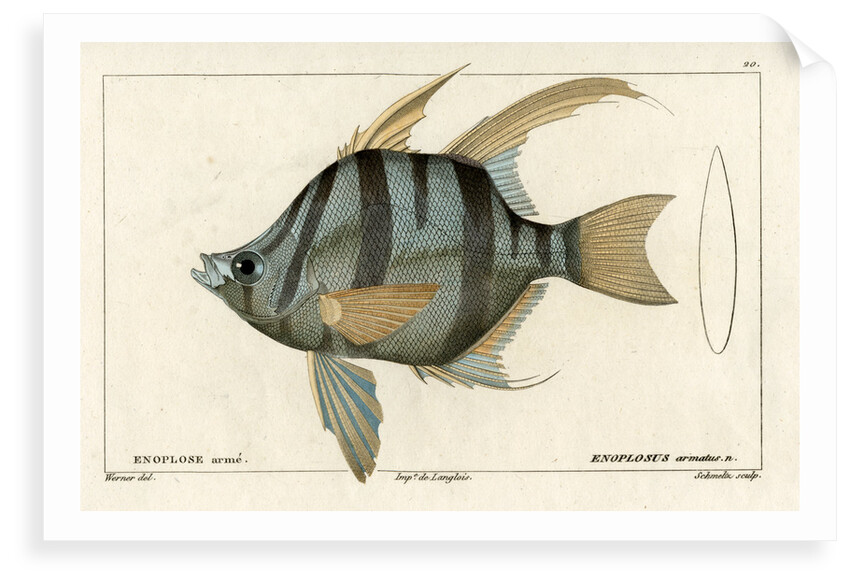 'Old Wife' by Martin Schmeltz