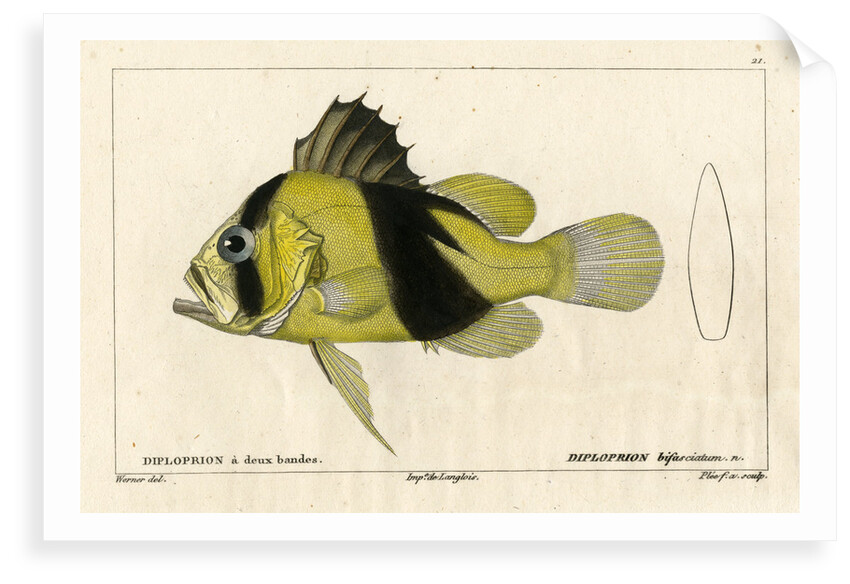 Barred soapfish by Francois Plée