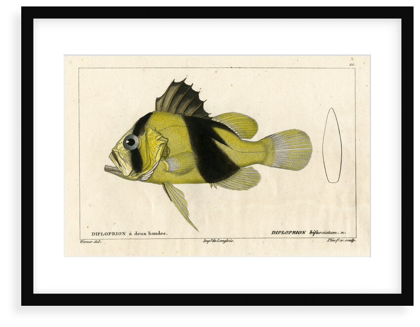 Barred soapfish by Francois Plée