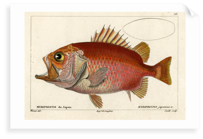 Japanese soldierfish by Smith