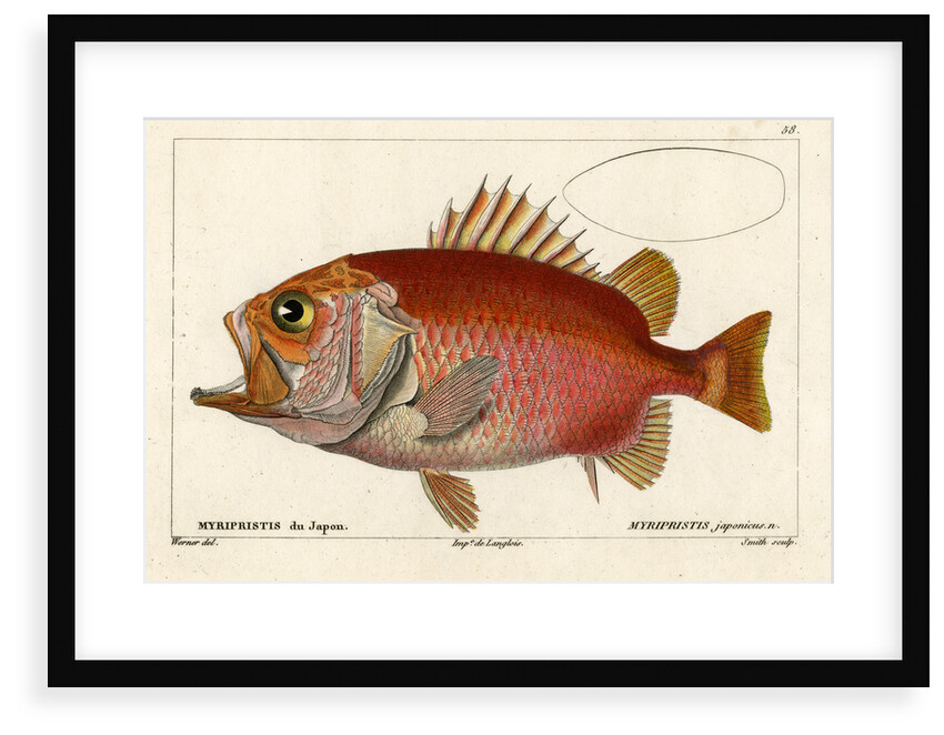 Japanese soldierfish by Smith