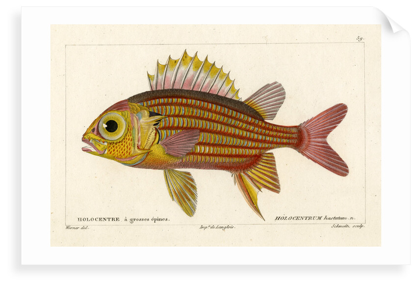 Red squirrelfish by Martin Schmeltz