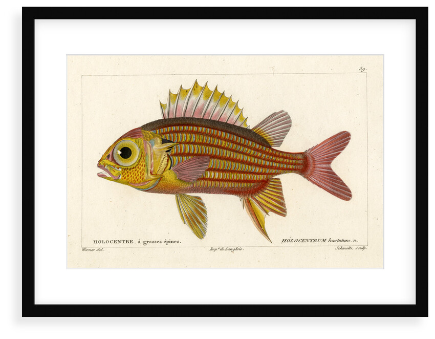 Red squirrelfish by Martin Schmeltz