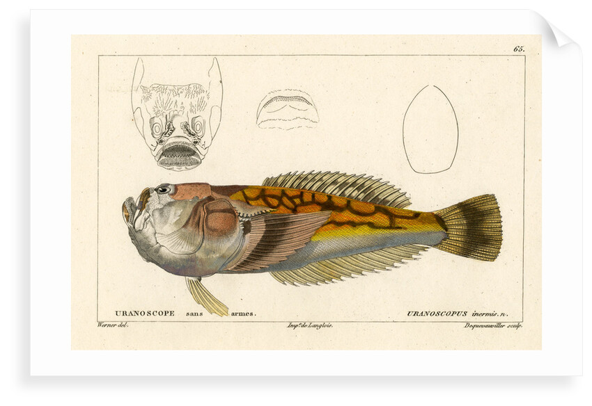 Longnosed stargazer by François Jacques Dequevauviller