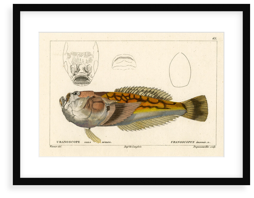 Longnosed stargazer by François Jacques Dequevauviller