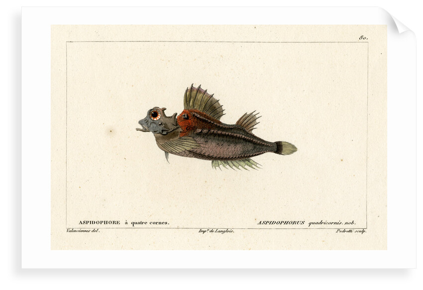 Fourhorn poacher by Vittore Pedretti