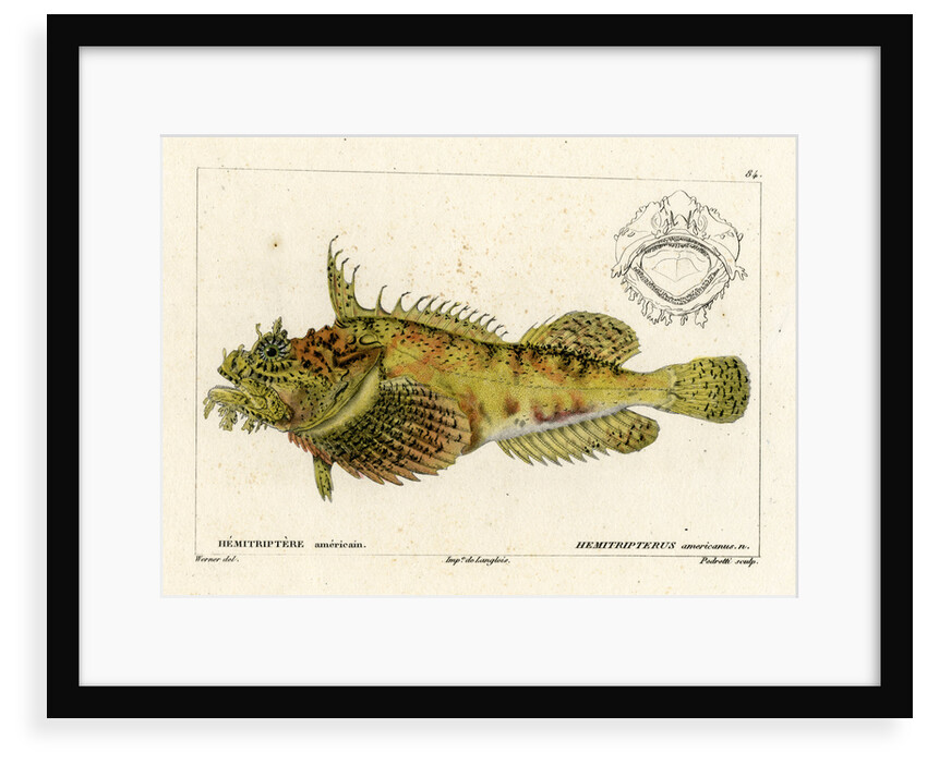 Sea raven by Vittore Pedretti