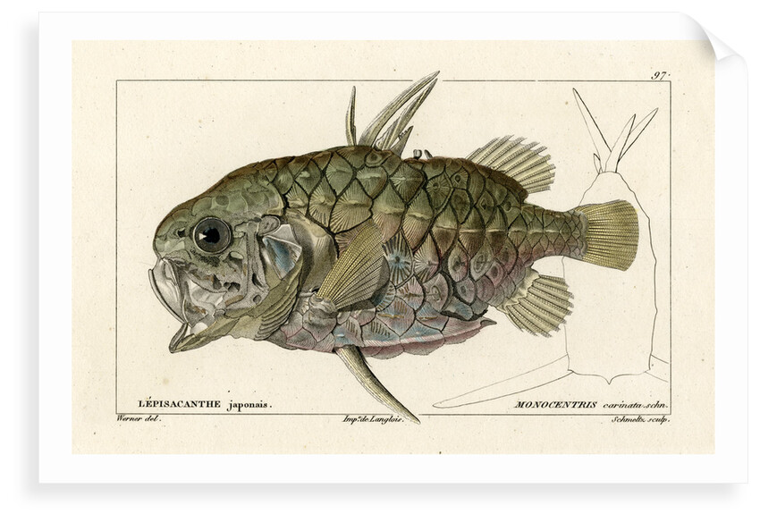 Pinecone fish by Martin Schmeltz
