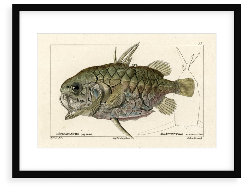 Pinecone fish by Martin Schmeltz