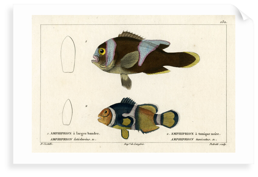 Two clownfishes by Vittore Pedretti