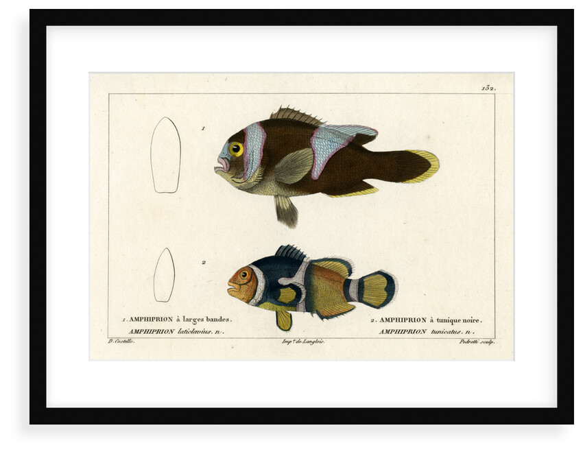 Two clownfishes by Vittore Pedretti