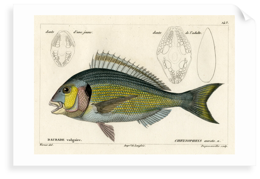 Snapper by François Jacques Dequevauviller