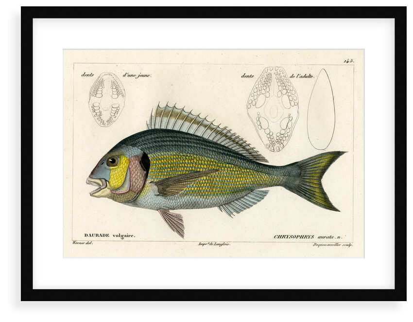 Snapper by François Jacques Dequevauviller