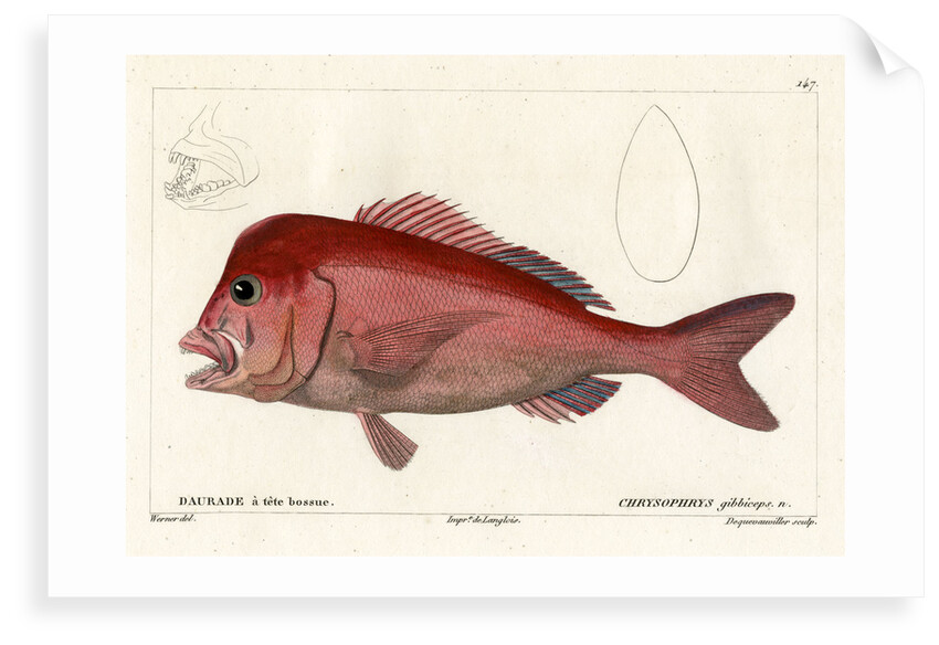Red stumpnose by François Jacques Dequevauviller