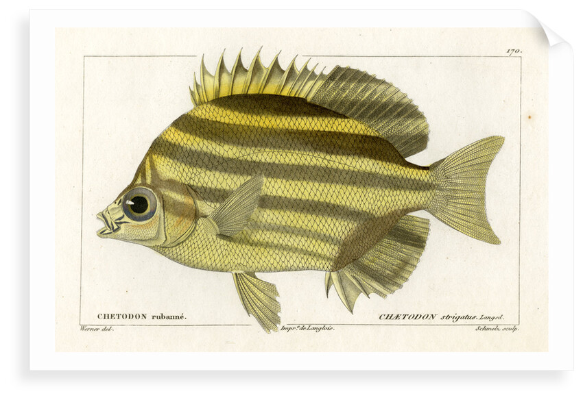 Stripey by Martin Schmeltz