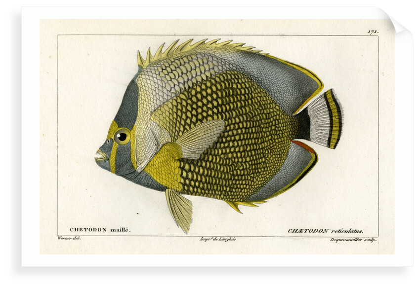Mailed butterflyfish by François Jacques Dequevauviller