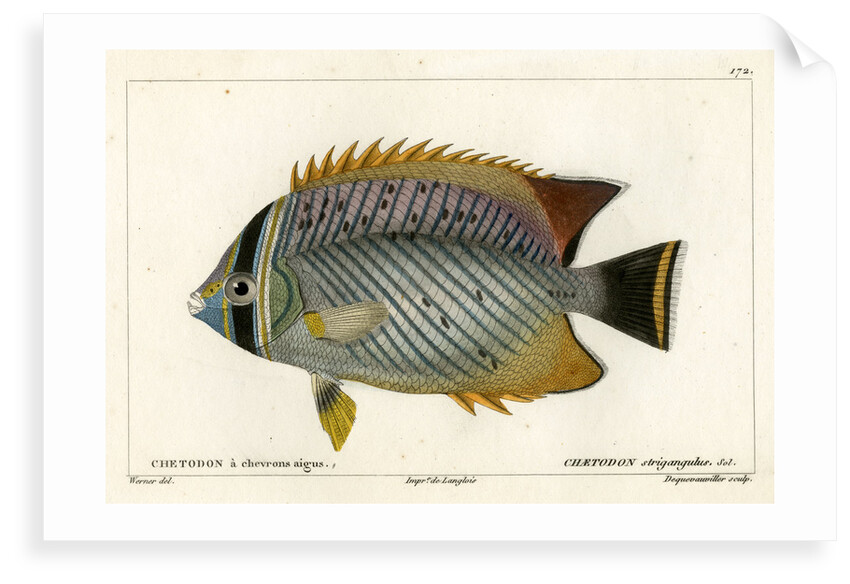 Chevron butterflyfish by François Jacques Dequevauviller