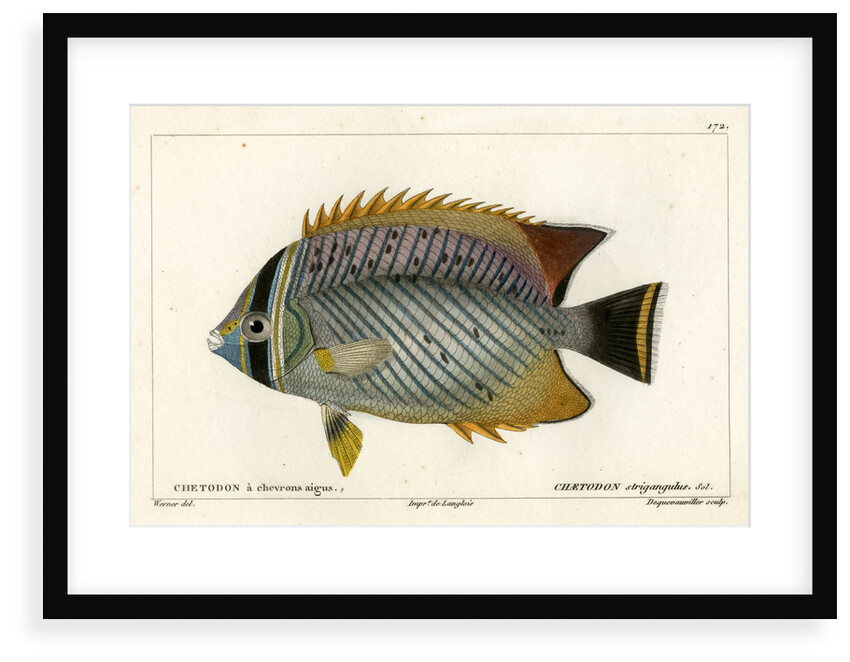 Chevron butterflyfish by François Jacques Dequevauviller
