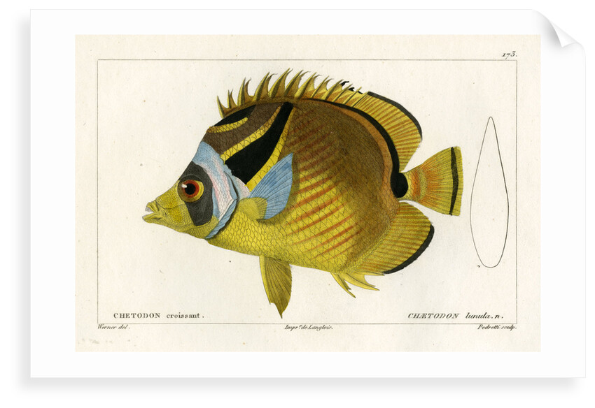 Raccoon butterflyfish by Vittore Pedretti