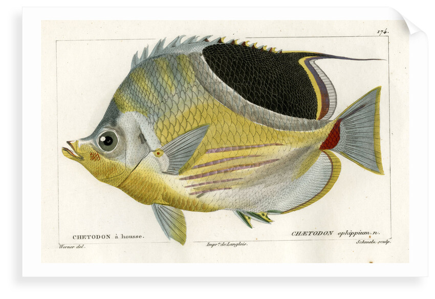 Saddle butterflyfish by Martin Schmeltz