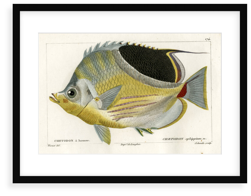 Saddle butterflyfish by Martin Schmeltz
