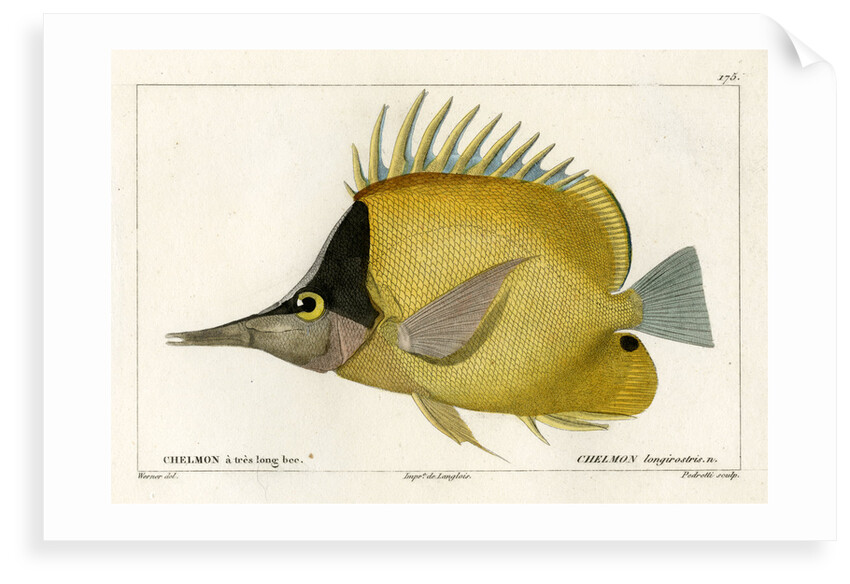 Longnose butterflyfish by Vittore Pedretti