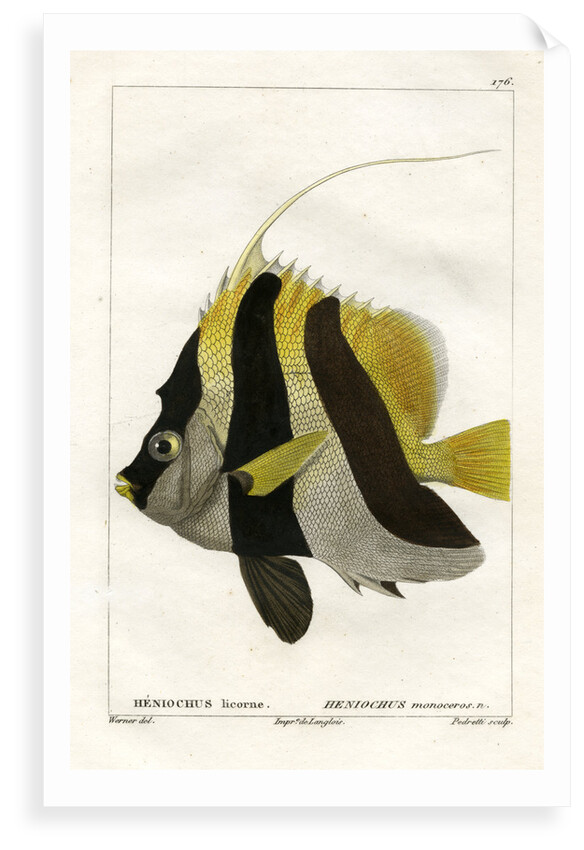 Masked bannerfish by Vittore Pedretti