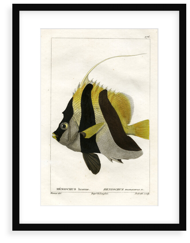 Masked bannerfish by Vittore Pedretti
