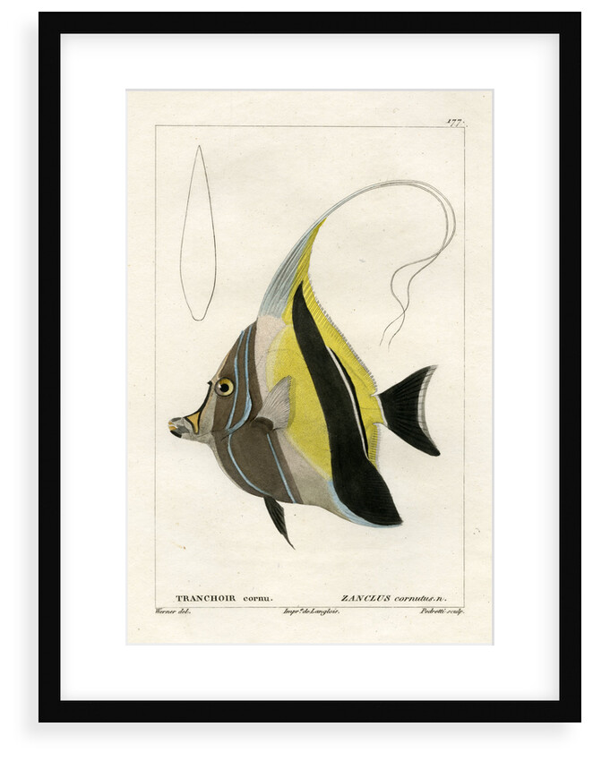 Moorish idol by Vittore Pedretti