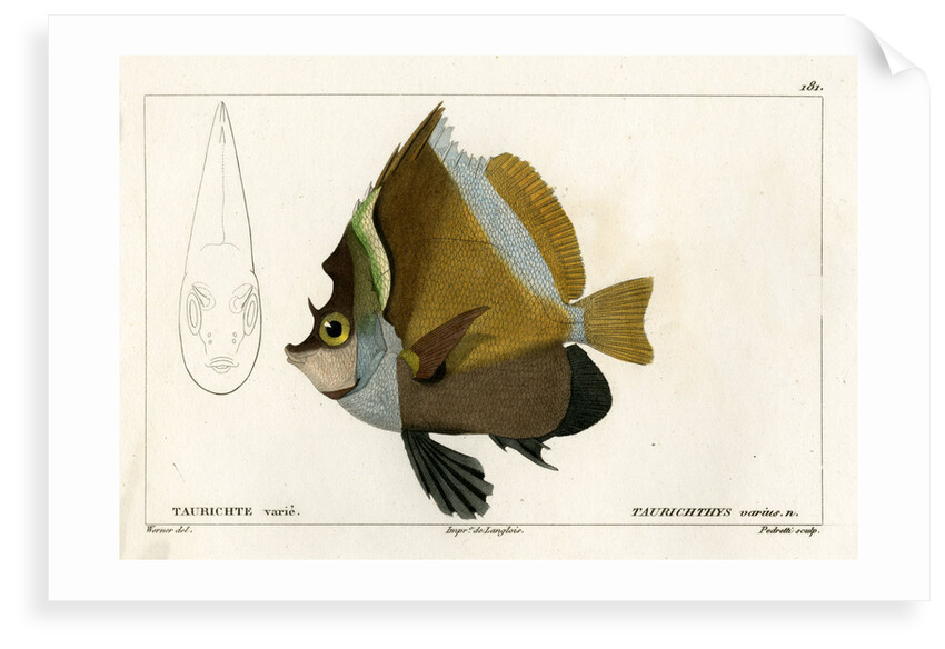 Horned bannerfish by Vittore Pedretti