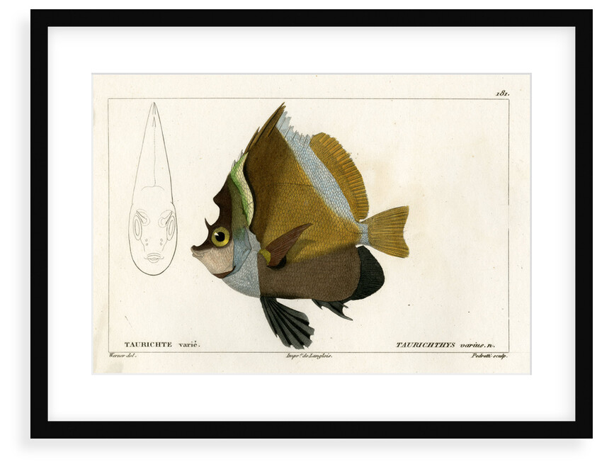 Horned bannerfish by Vittore Pedretti