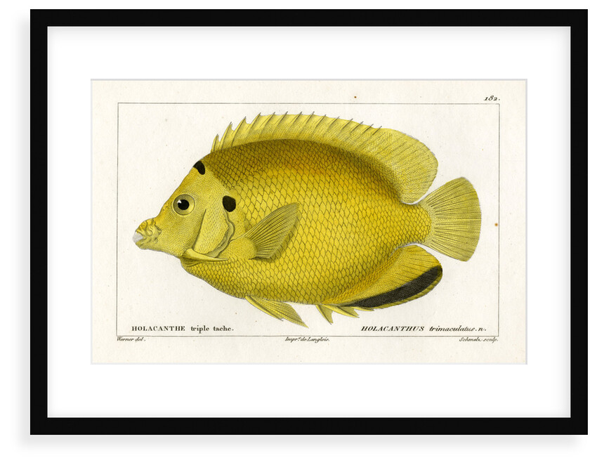 Threespot angelfish by Martin Schmeltz