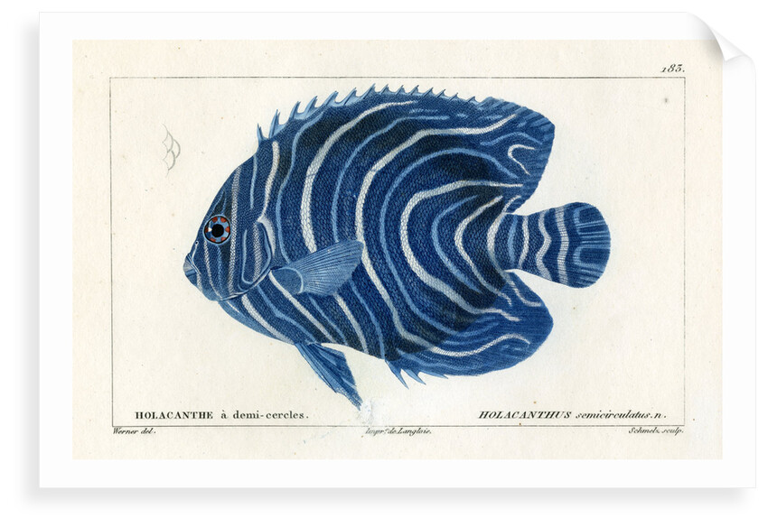Semicircle angelfish by Martin Schmeltz