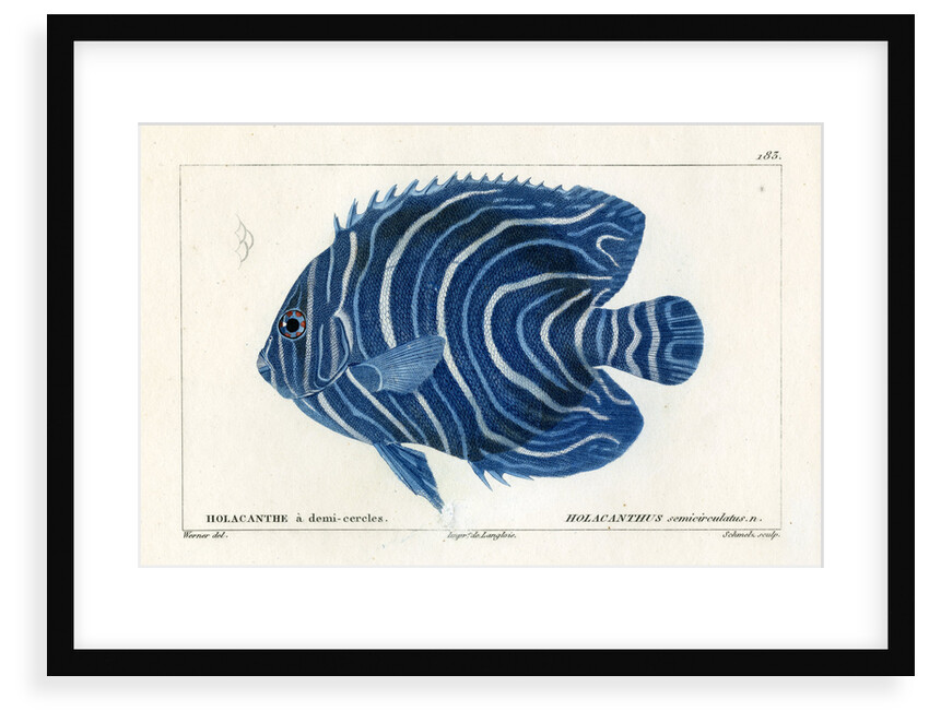 Semicircle angelfish by Martin Schmeltz