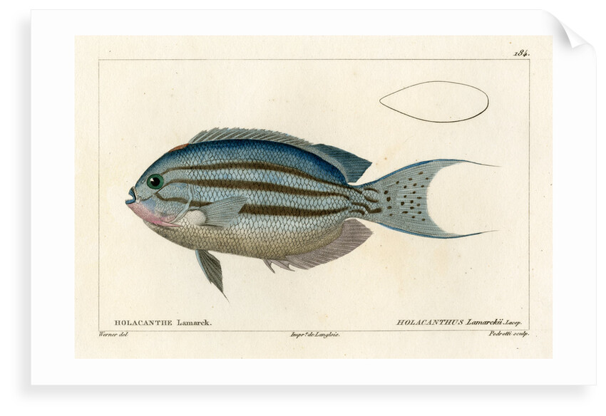 Lamarck's angelfish by Vittore Pedretti