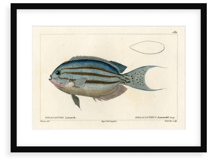 Lamarck's angelfish by Vittore Pedretti