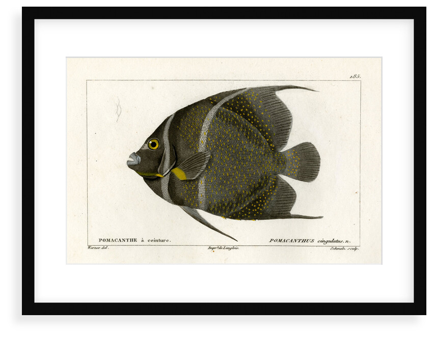 Grey angelfish by Martin Schmeltz
