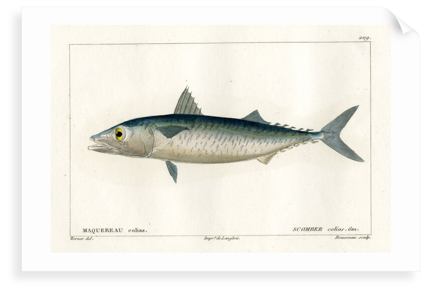 Atlantic chub mackerel by Nicolas Louis Rousseau