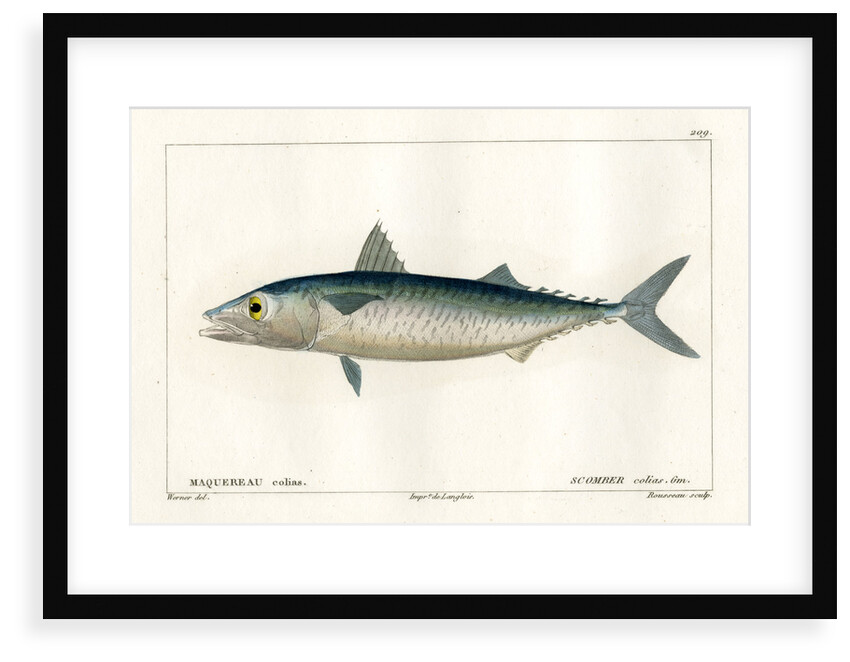 Atlantic chub mackerel by Nicolas Louis Rousseau