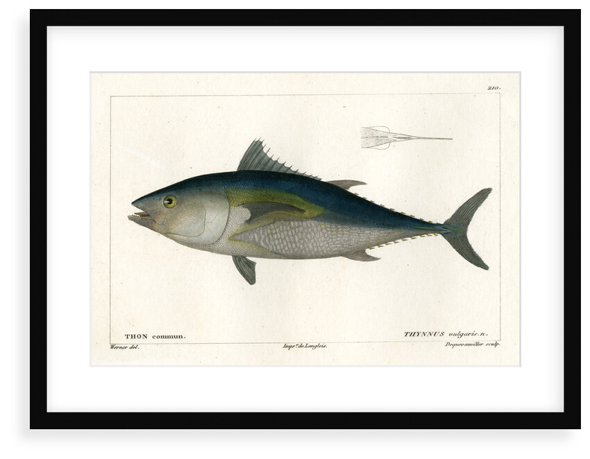 Atlantic bluefin tuna by François Jacques Dequevauviller